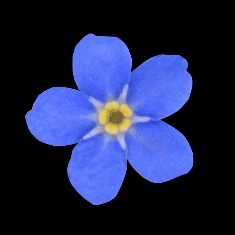 forget-me-not