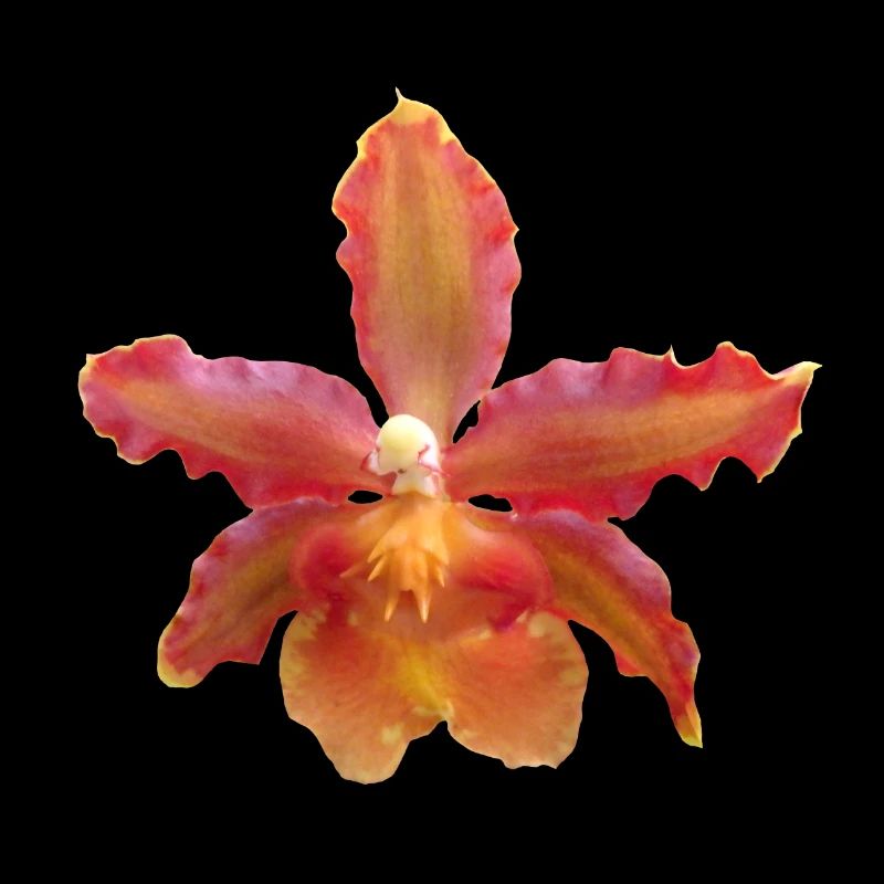Orchidee Blüte, Orchideenranke, Orchideen Blume