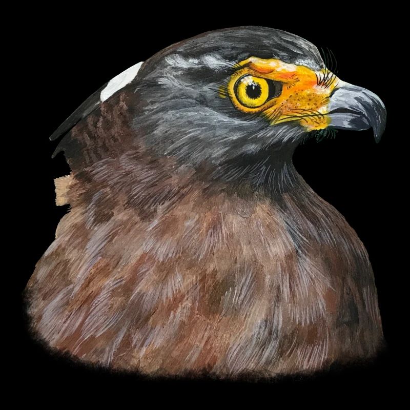 Buse du désert Buse Oiseau de proie Oiseau de proie