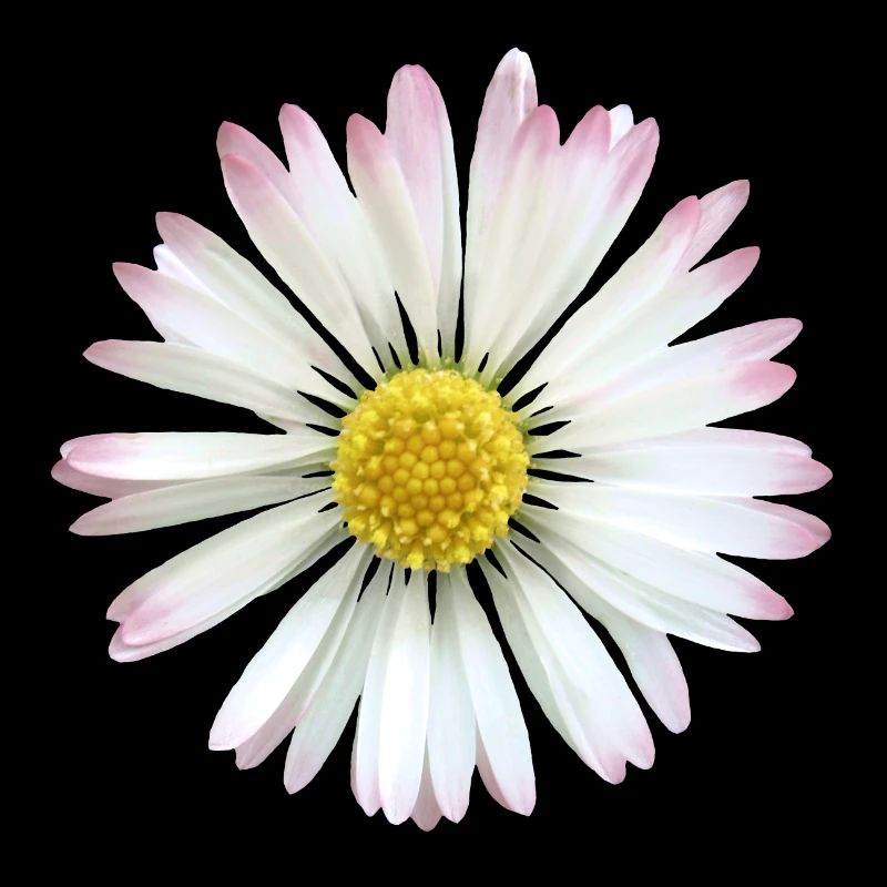 Gänseblümchen Margeriten Blume, Blüte, blumig