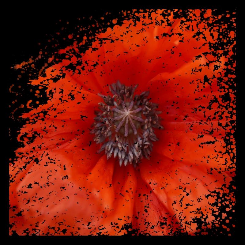 Mohnblüten bringen Farbe in die Landschaft