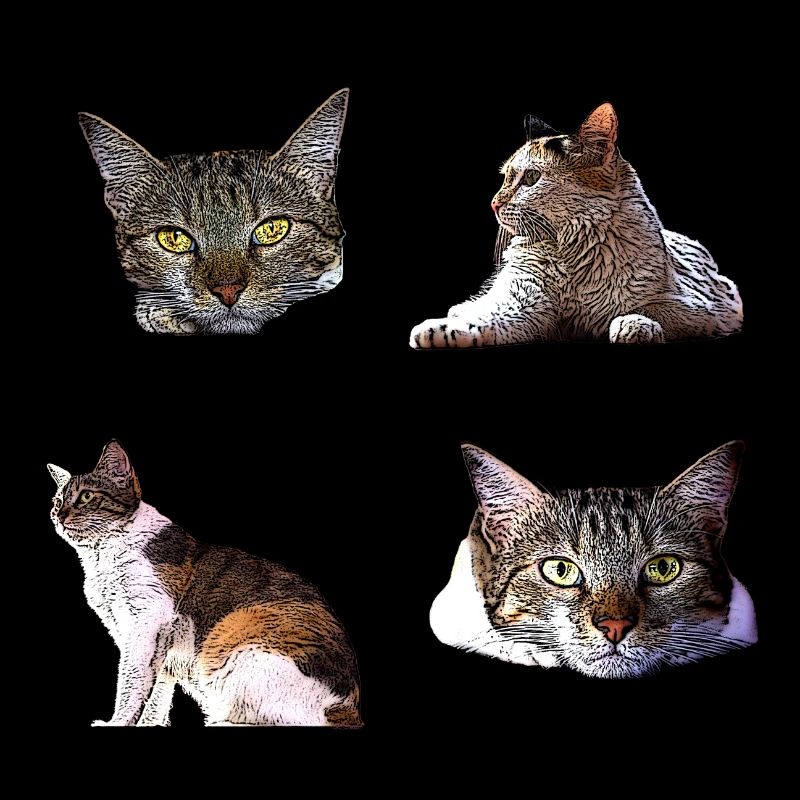 chat chatte animal de compagnie chaton stickers