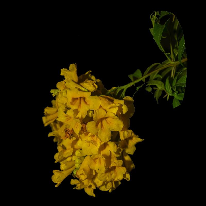 Trompette d'or