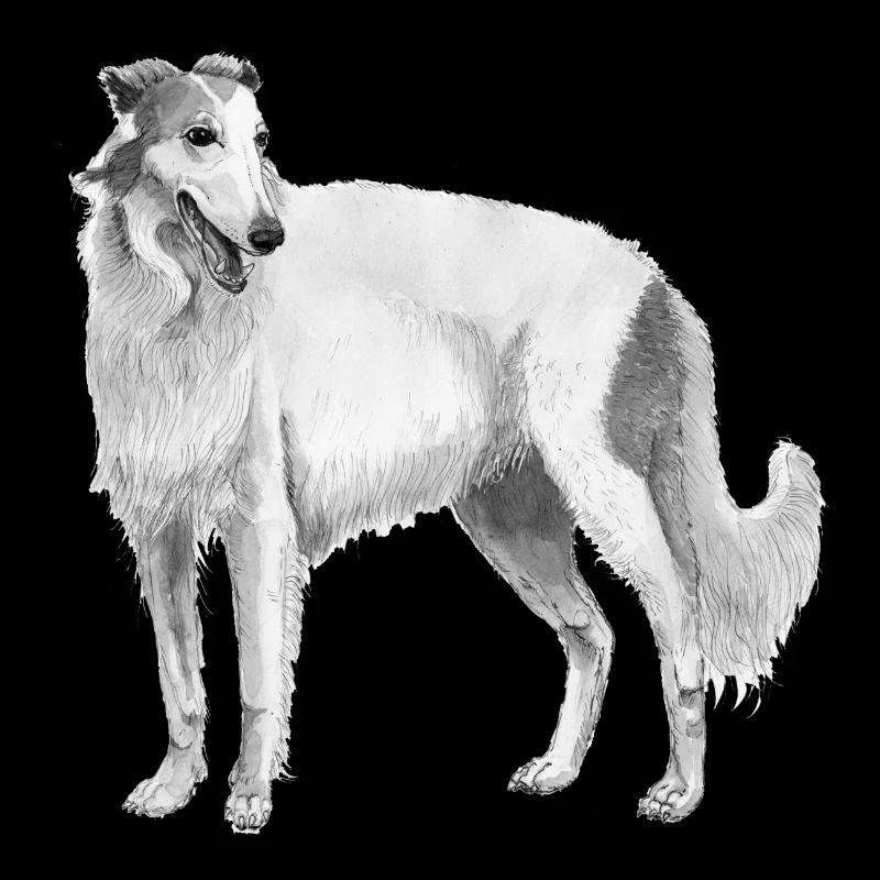 Borzoi