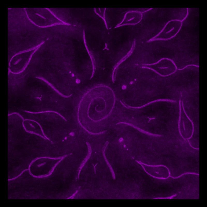 SOLEIL ET FLEURS VIOLETTES