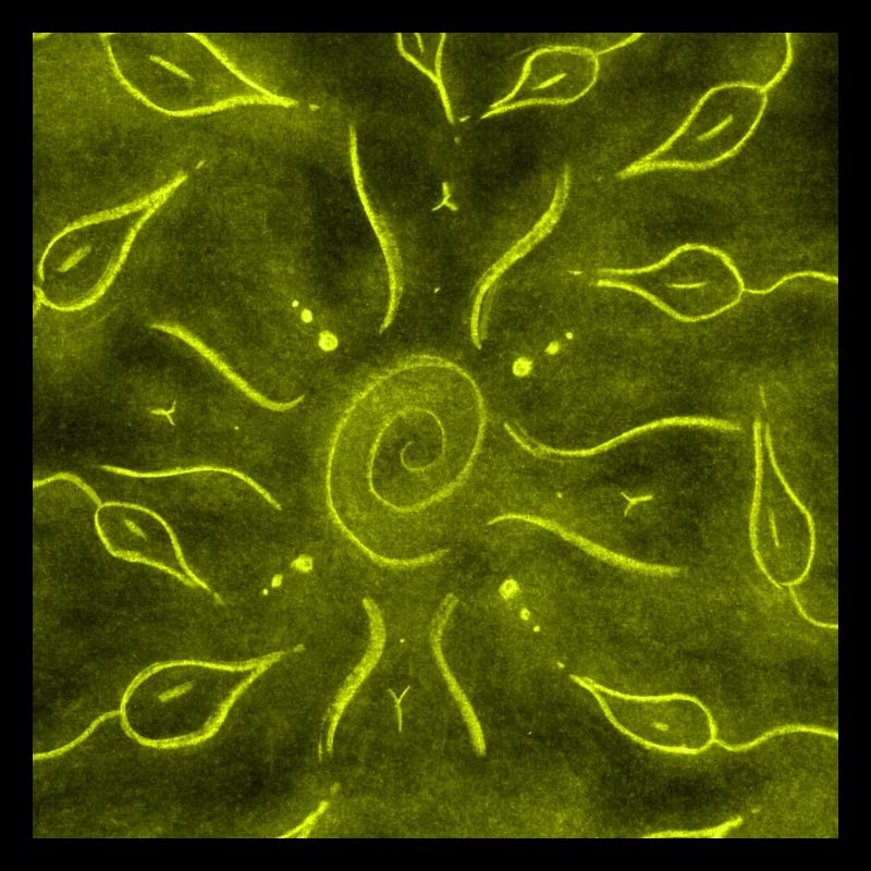 SOLEIL JAUNE ET FLEURS