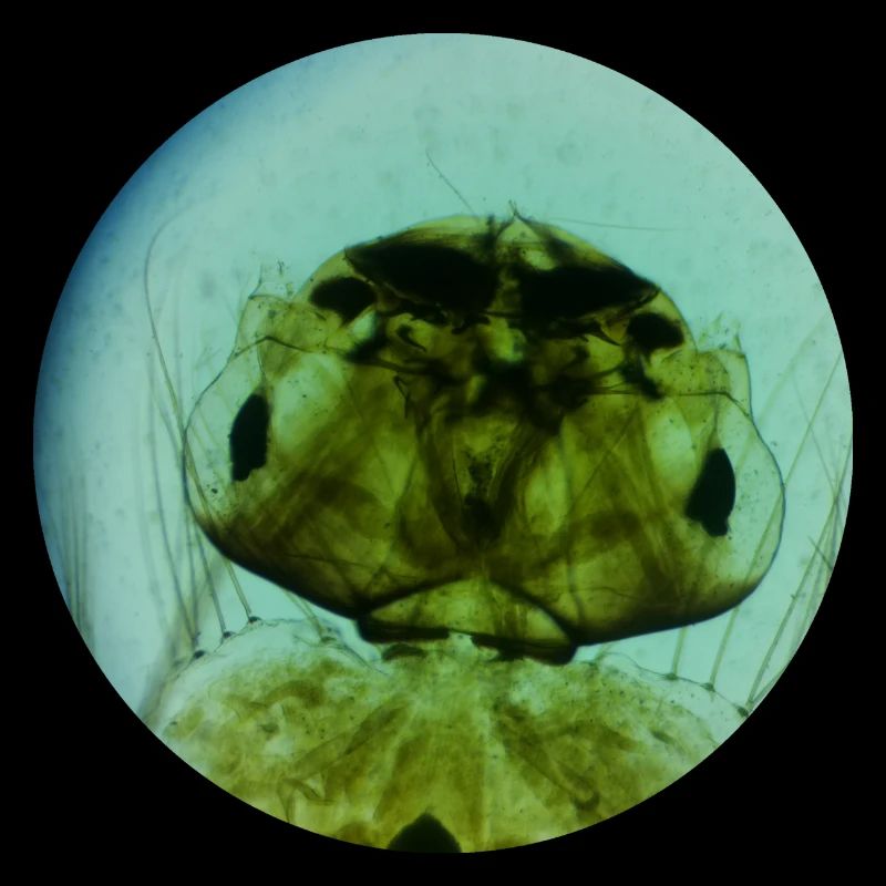 Mosquito Larva