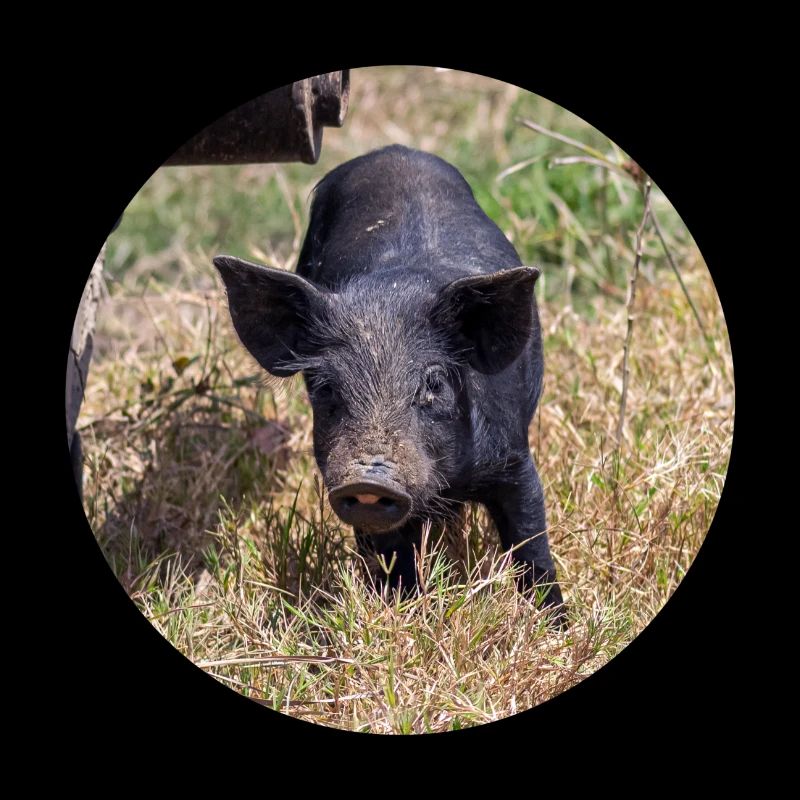 My little pig
