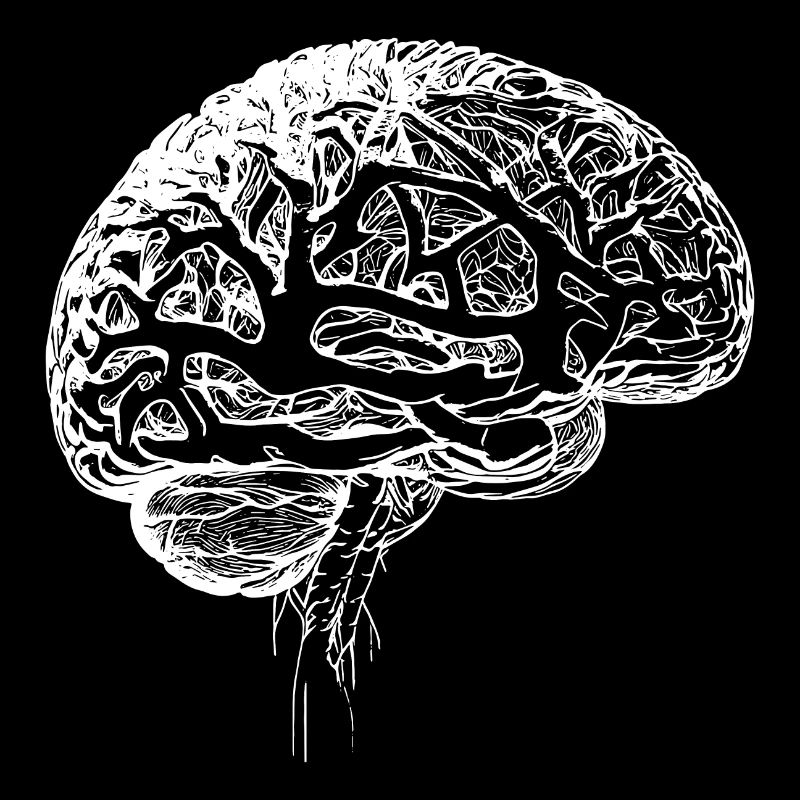 Medizinisches Anatomisches Gehirn Nervengewebe