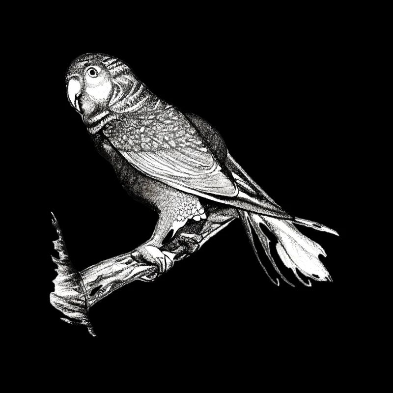 Budgerigar Bird owner Bird cockatiel