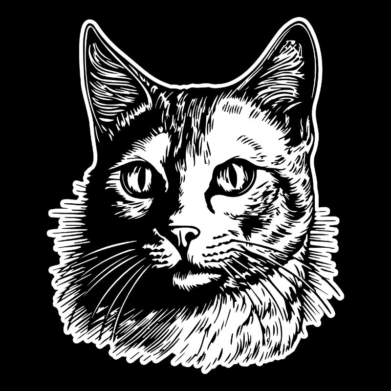 Chat chaton chaton dame