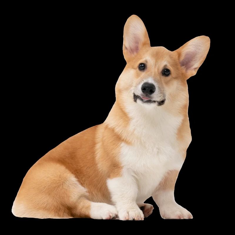 Chien Corgi mignon