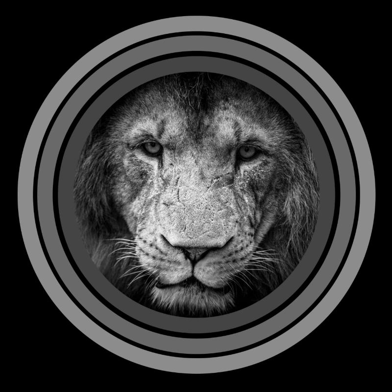 Lion circles black white grayscale