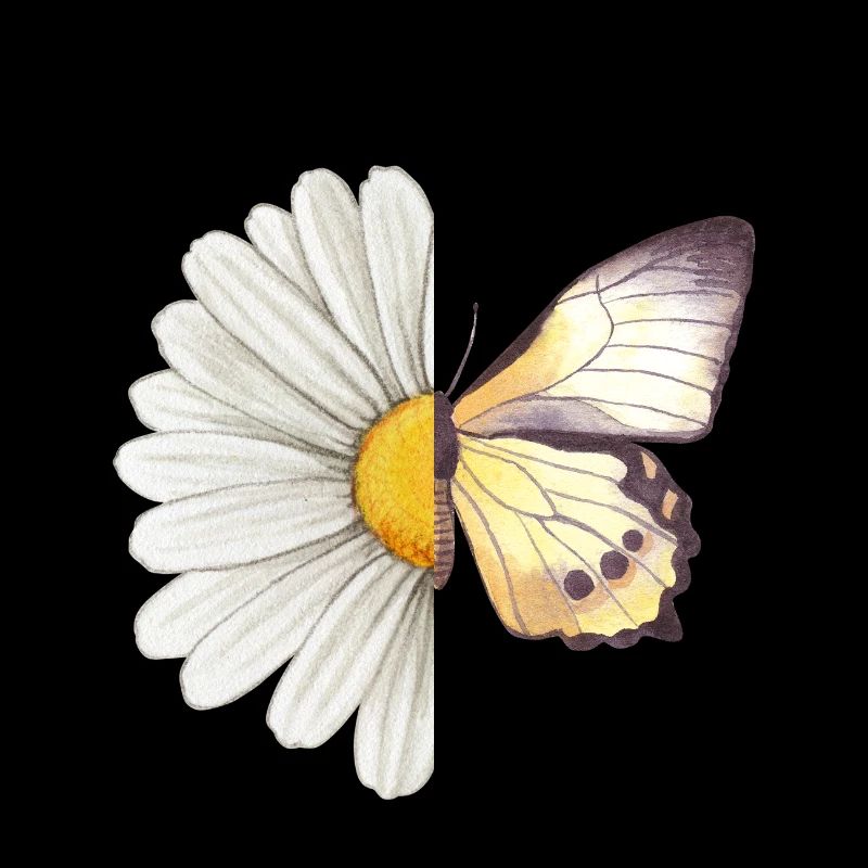Gänseblümchen-Schmetterling