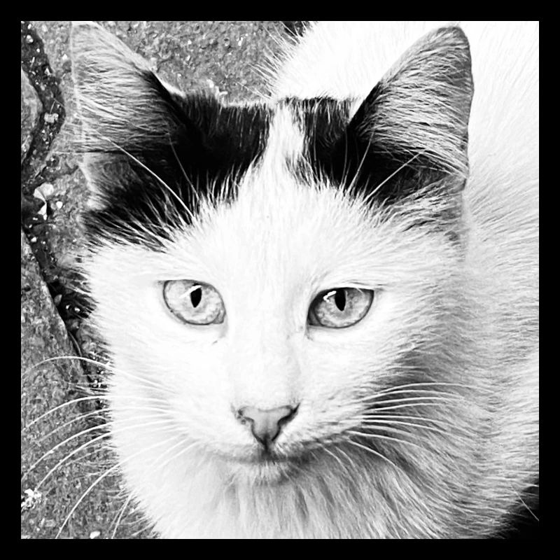 Cute Cat