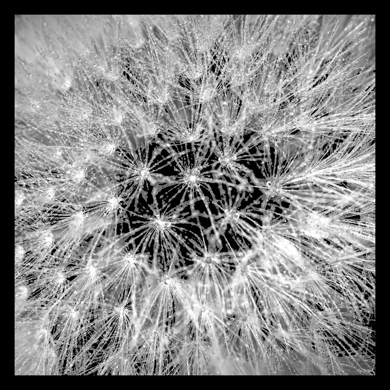 Dandelion, A731878 1