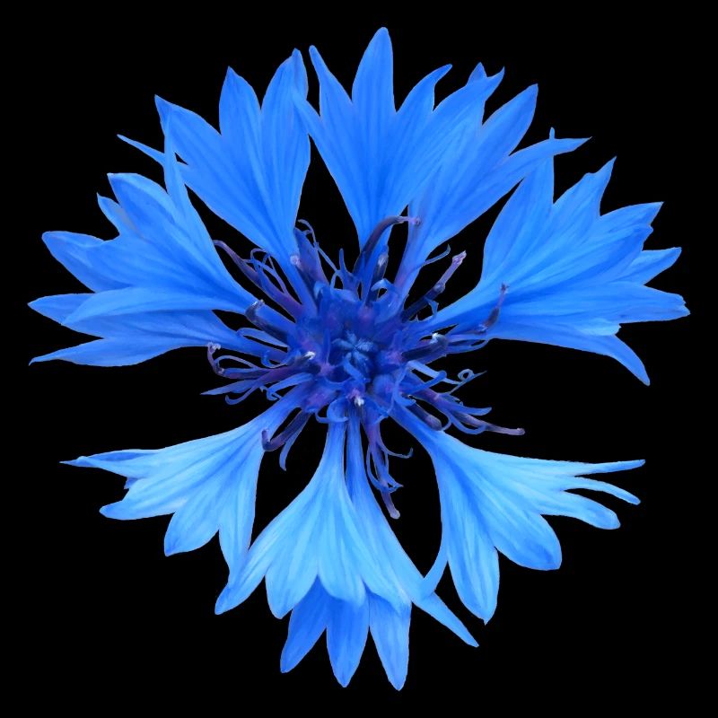 Kornblume