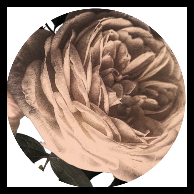 Rosenblüte
