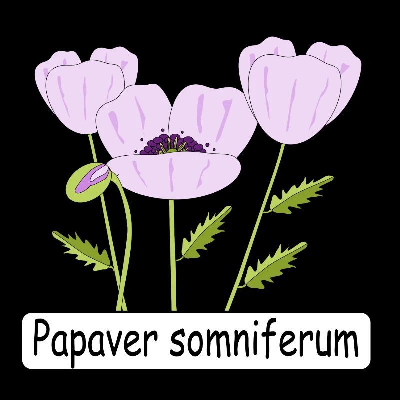 Papaver somniferum