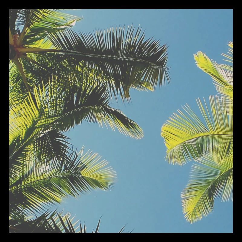 les feuilles de palmiers