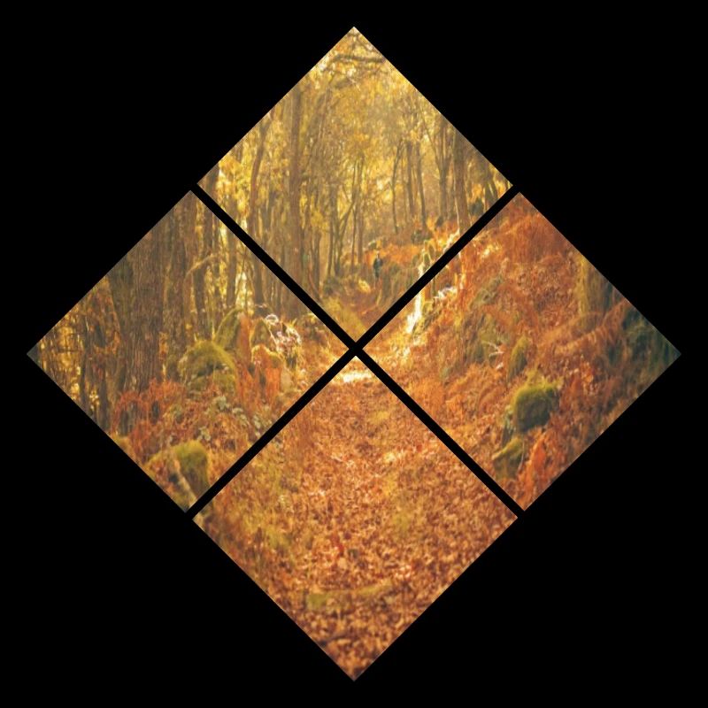Autumn Forest Geometry Nature