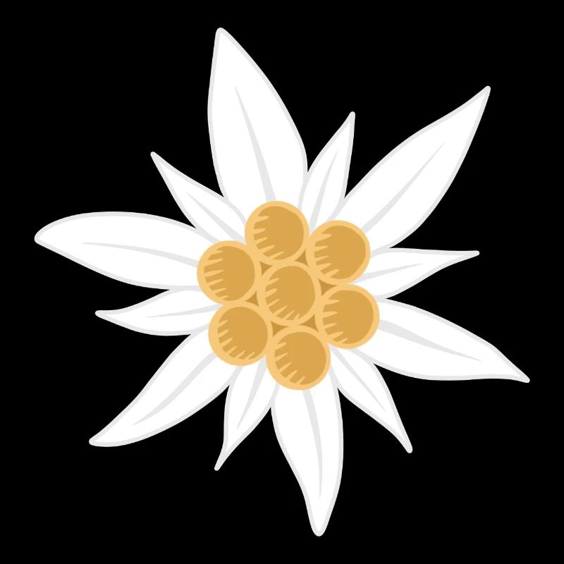 edelweiss flower