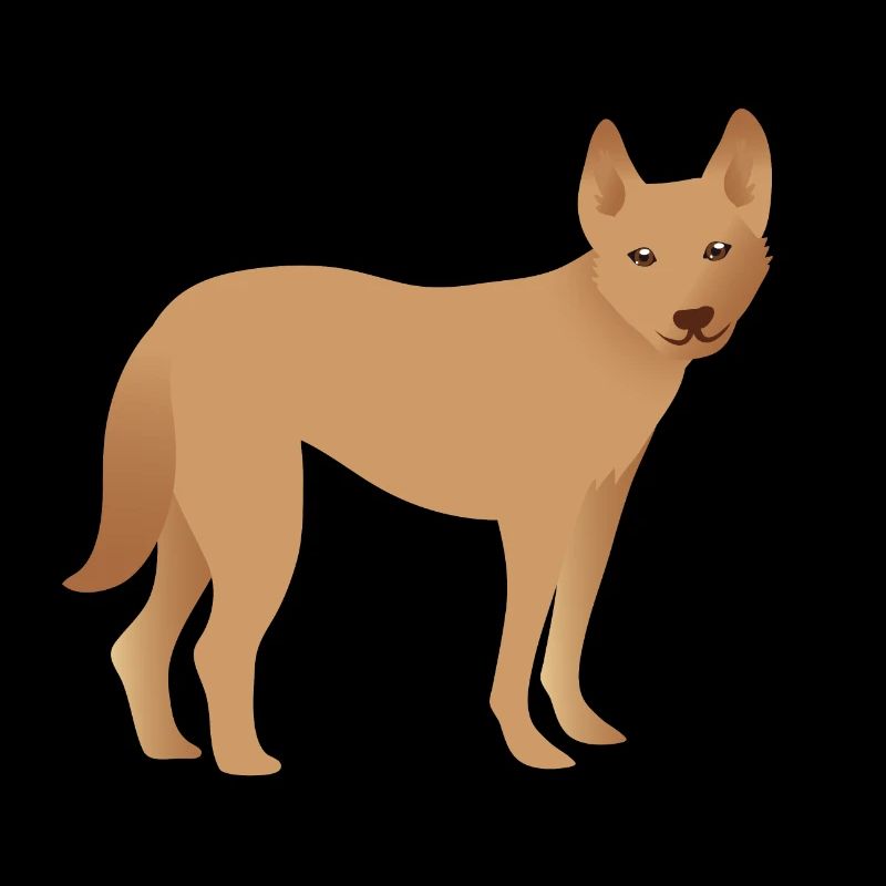 Single dingo dog looking happy