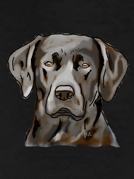 Labrador