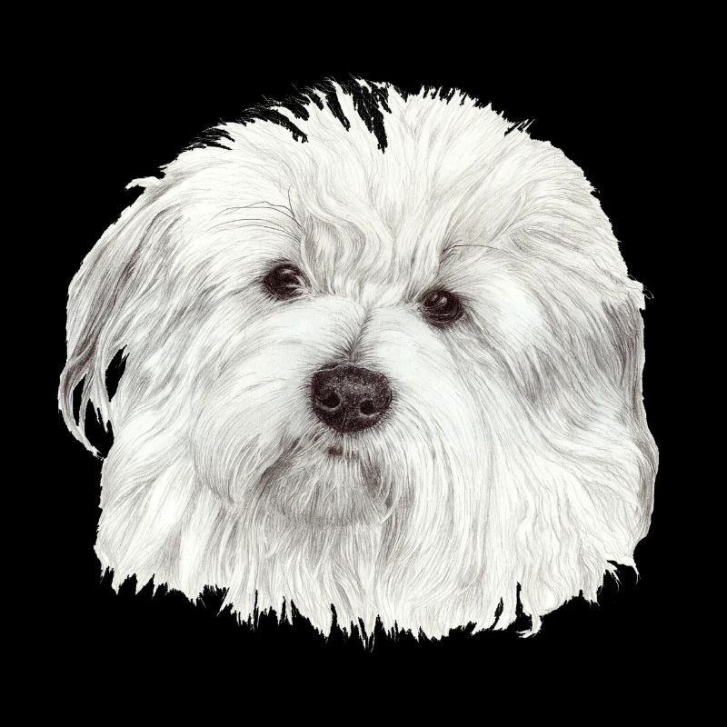 Coton-de-Tulear