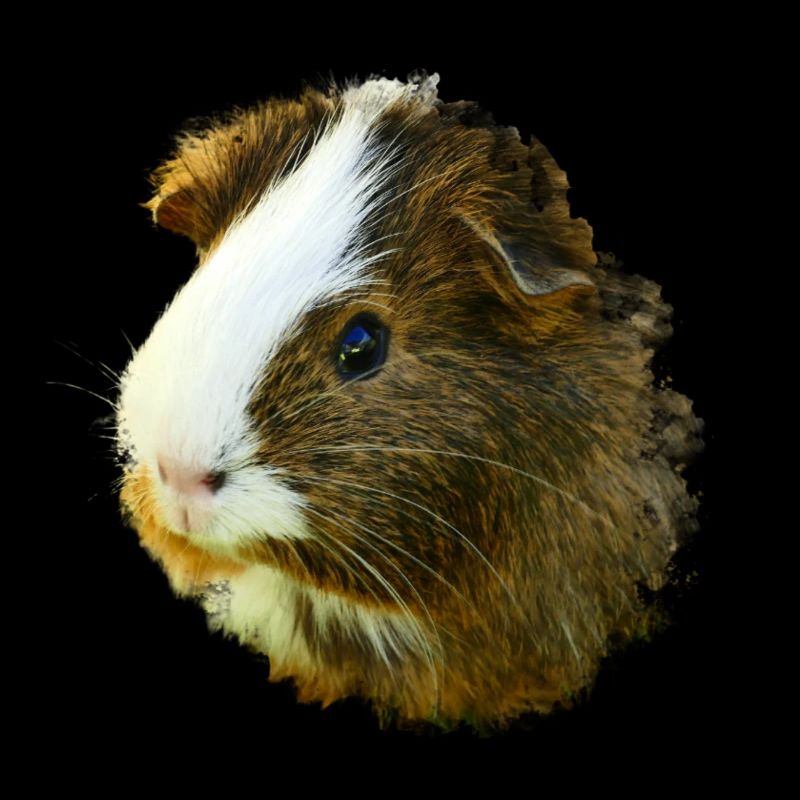Cochon d’Inde Animal mignon Rongeur Cochon animal Cochon