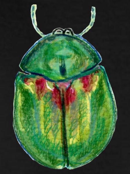 Sheep Beetle