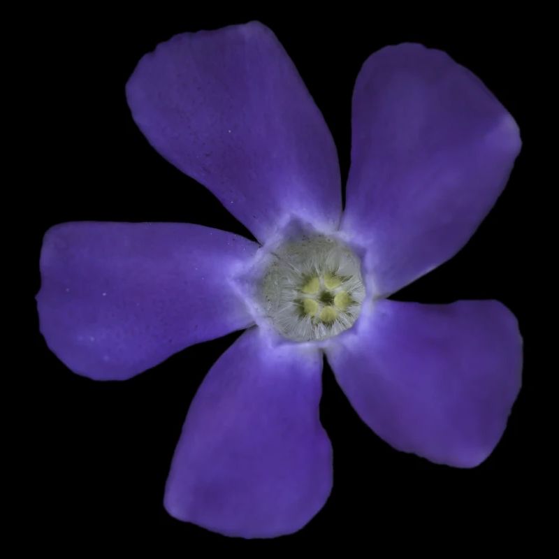 periwinkle, small, light
