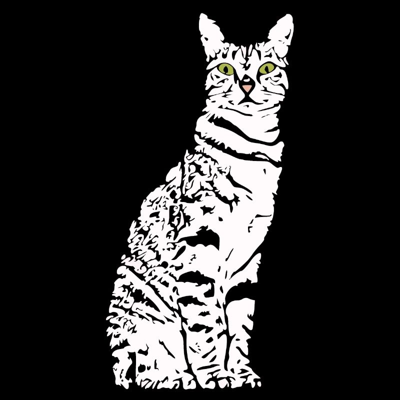 Chat Blanc Blanc Chats Chaton mignon