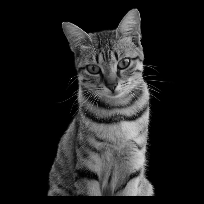 Chat blanc-noir Chat noir et blanc