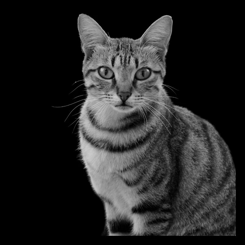 Chat blanc-noir Chat noir et blanc