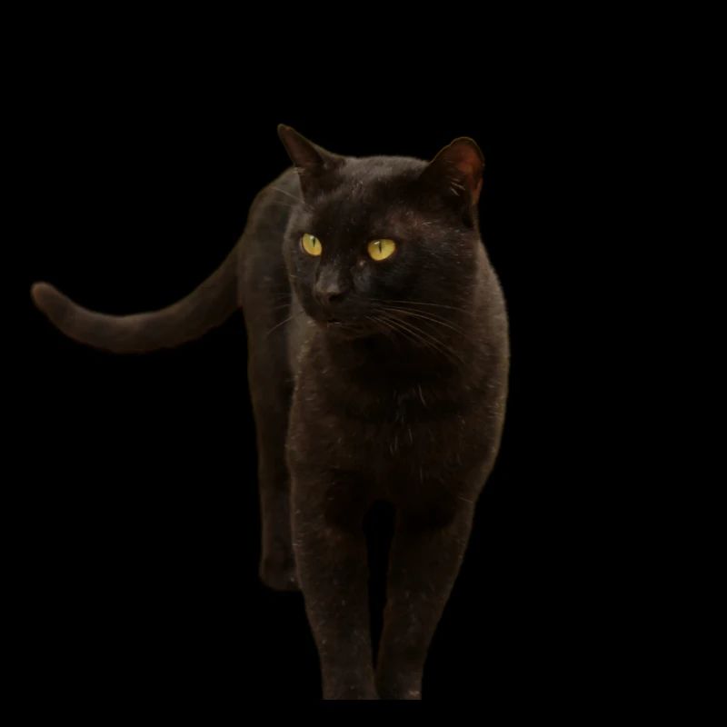 chat noir chat chaton