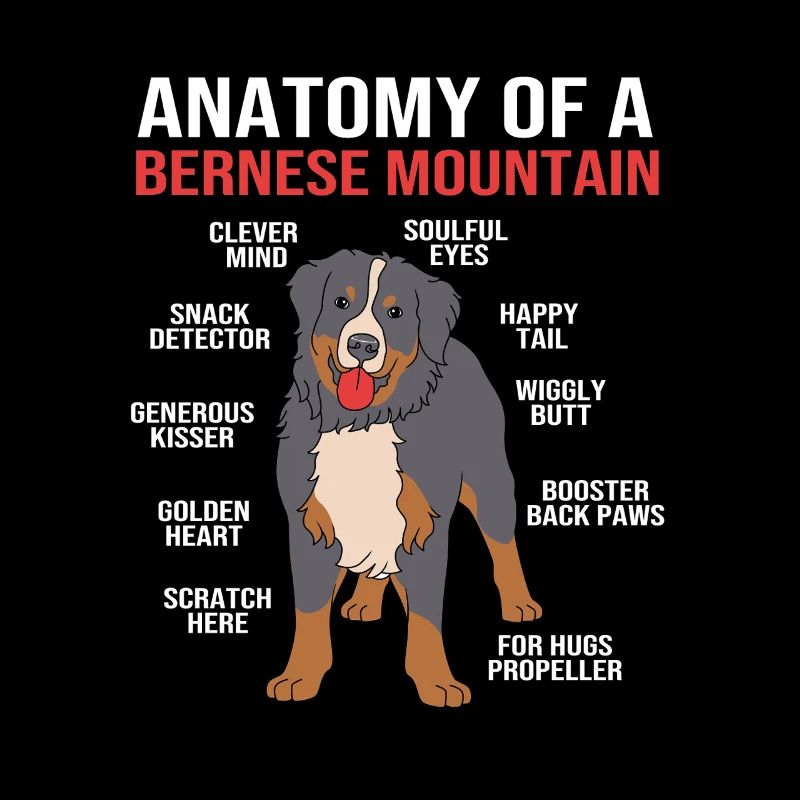 Bouvier bernois