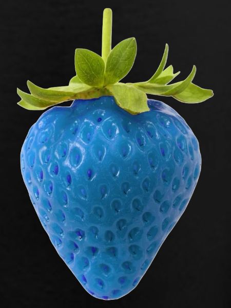 Blue Strawberry