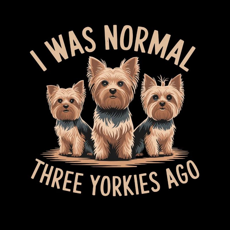 J’étais normal devant trois Yorkies Yorkshire Terrier