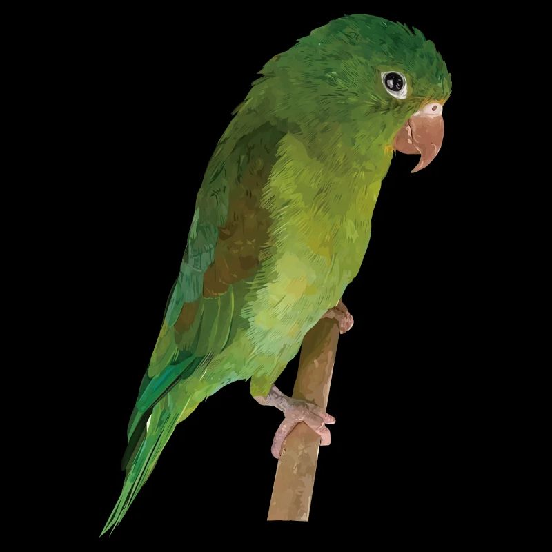 La Perruche bronzée