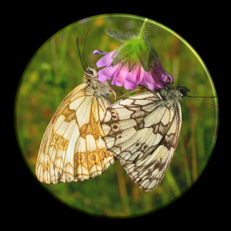 Deux bleus dans la planification familiale