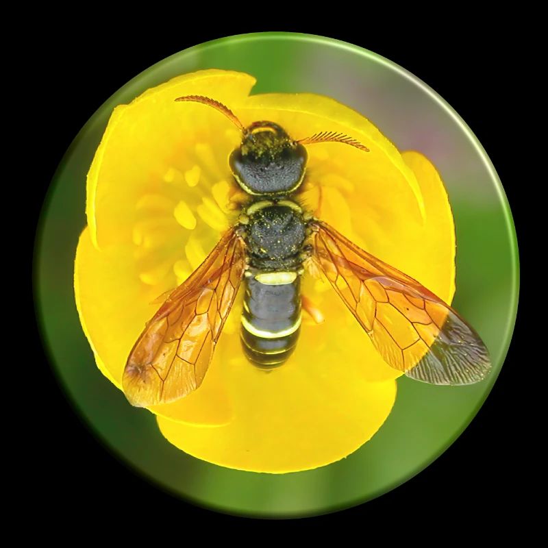 Insect mimicry is a camouflage strategy