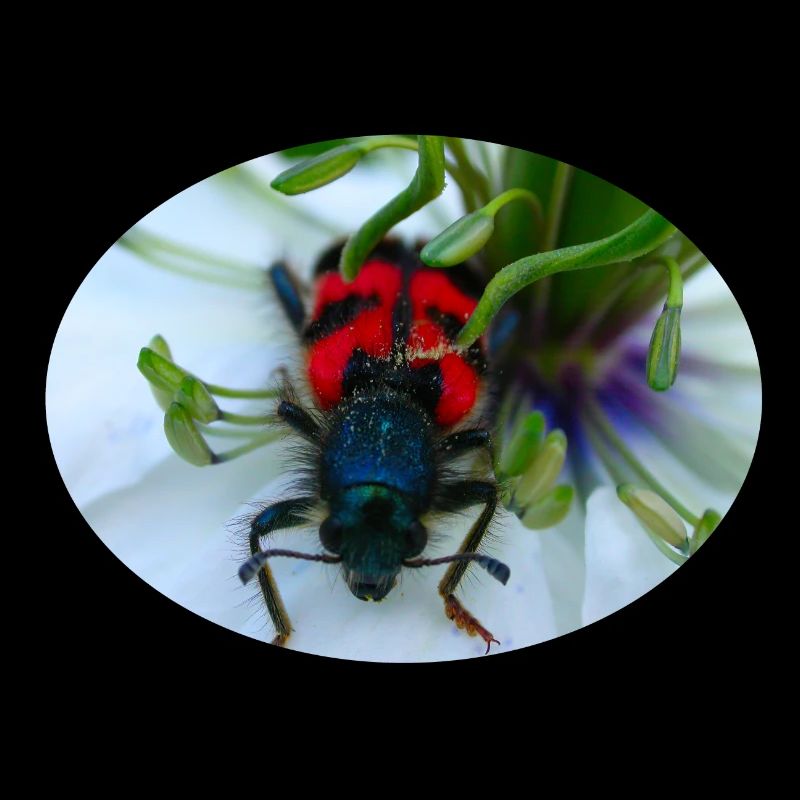 Der Bienenkäfer oder Bienenwolf ist ein Räuber