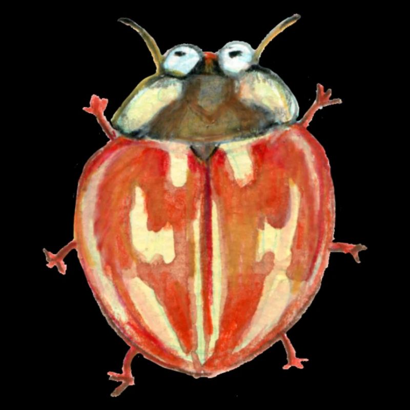gestreifter Marienkäfer