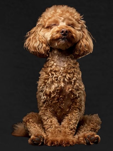 Poodle