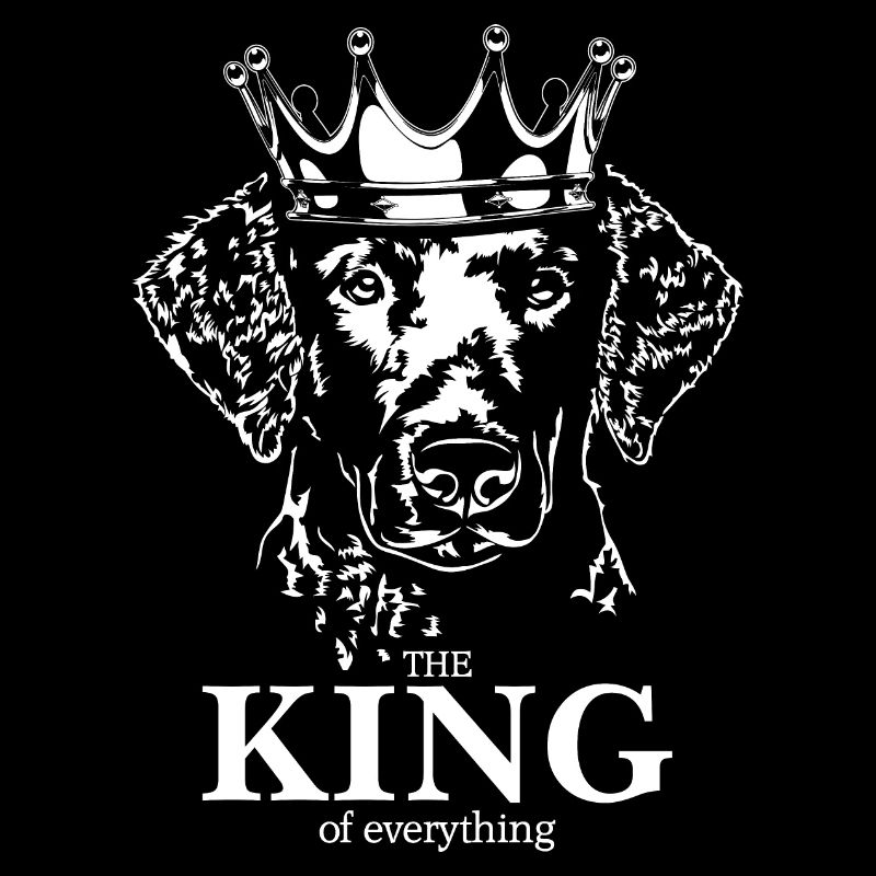 Curly Coated Retriever King everything Wilsigns