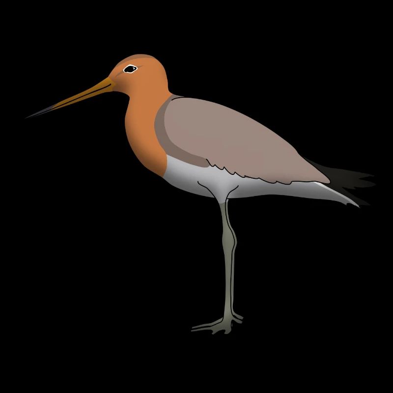 shore snipe