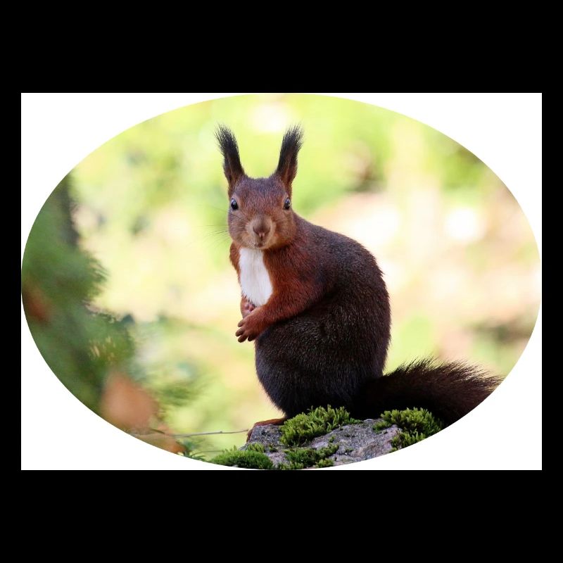 Eichhörnchen, Isibat
