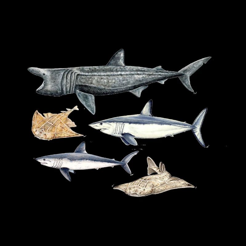Requins - Requins - Requins