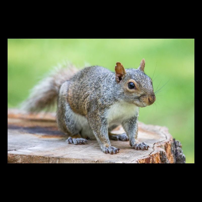 Grey squirrel Grauhörnchen Sciurus carolinensis